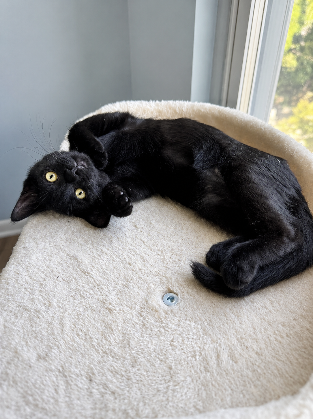 Crowe, Willow Grove Area, (FCID 07/24/2026-124), cat