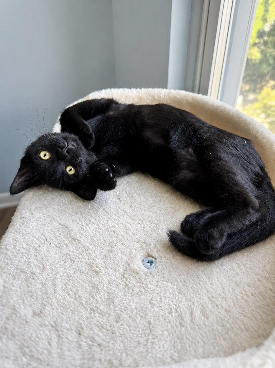 Crowe Willow Grove Area Fcid - - Domestic Short Hair