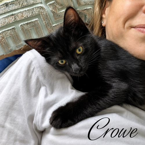 Photo 2 of Crowe, Willow Grove Area, (FCID 07/24/2026-124)