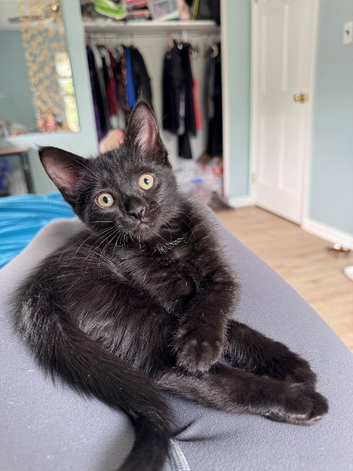 Sparrow, Willow Grove Area, (FCID 07/24/2026-126), a cat for adoption from Forgotten Cats, Inc.