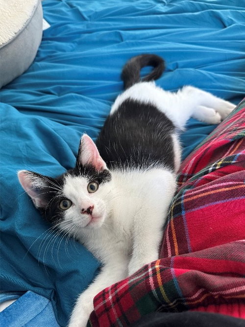 Goose, Willow Grove Area, (FCID 07/24/2026-127), a cat for adoption from Forgotten Cats, Inc.