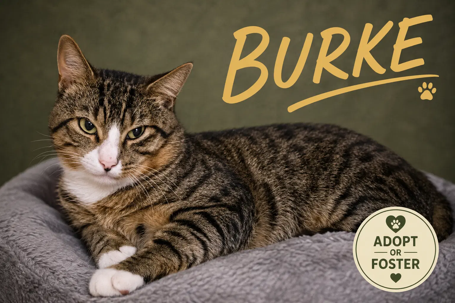 Burke Fcid  -  Trainer - Tabby