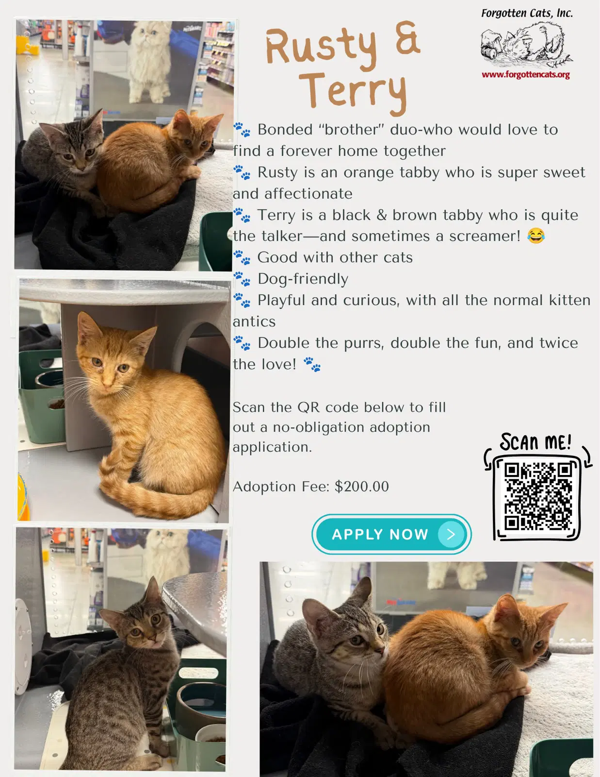 Rusty W Terry Fcid - Middletown Ps - Tabby