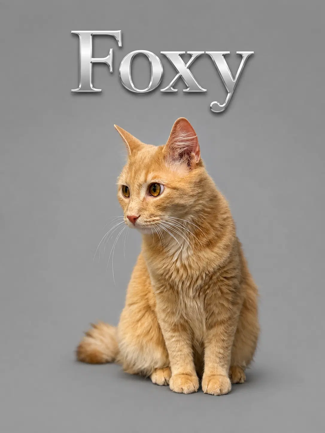 Foxy Dmh Fcid  -  Middletown Ps - Tabby