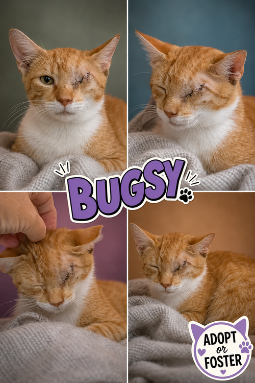 Photo 3 of Bugsy (FCID# 07/20/2026 - 34)