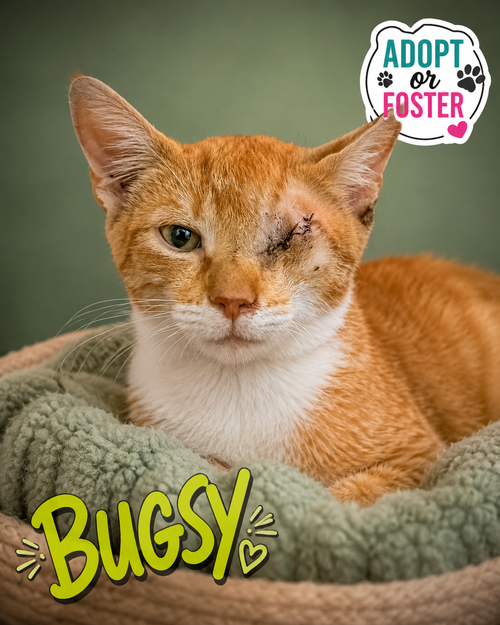 Photo 5 of Bugsy (FCID# 07/20/2026 - 34)