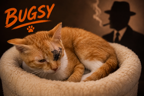 Photo 6 of Bugsy (FCID# 07/20/2026 - 34)
