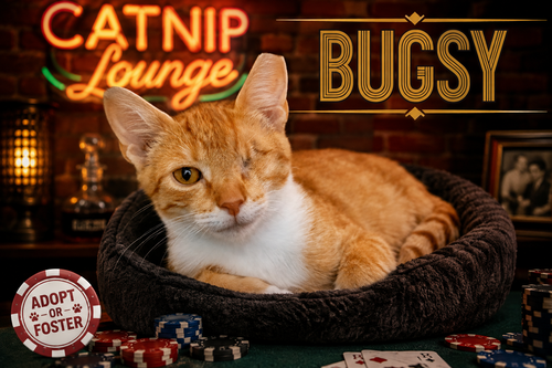 Photo 2 of Bugsy (FCID# 07/20/2026 - 34)