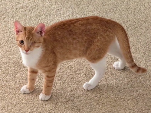Bugsy (FCID# 07/20/2026 - 34), a cat for adoption from Forgotten Cats, Inc.