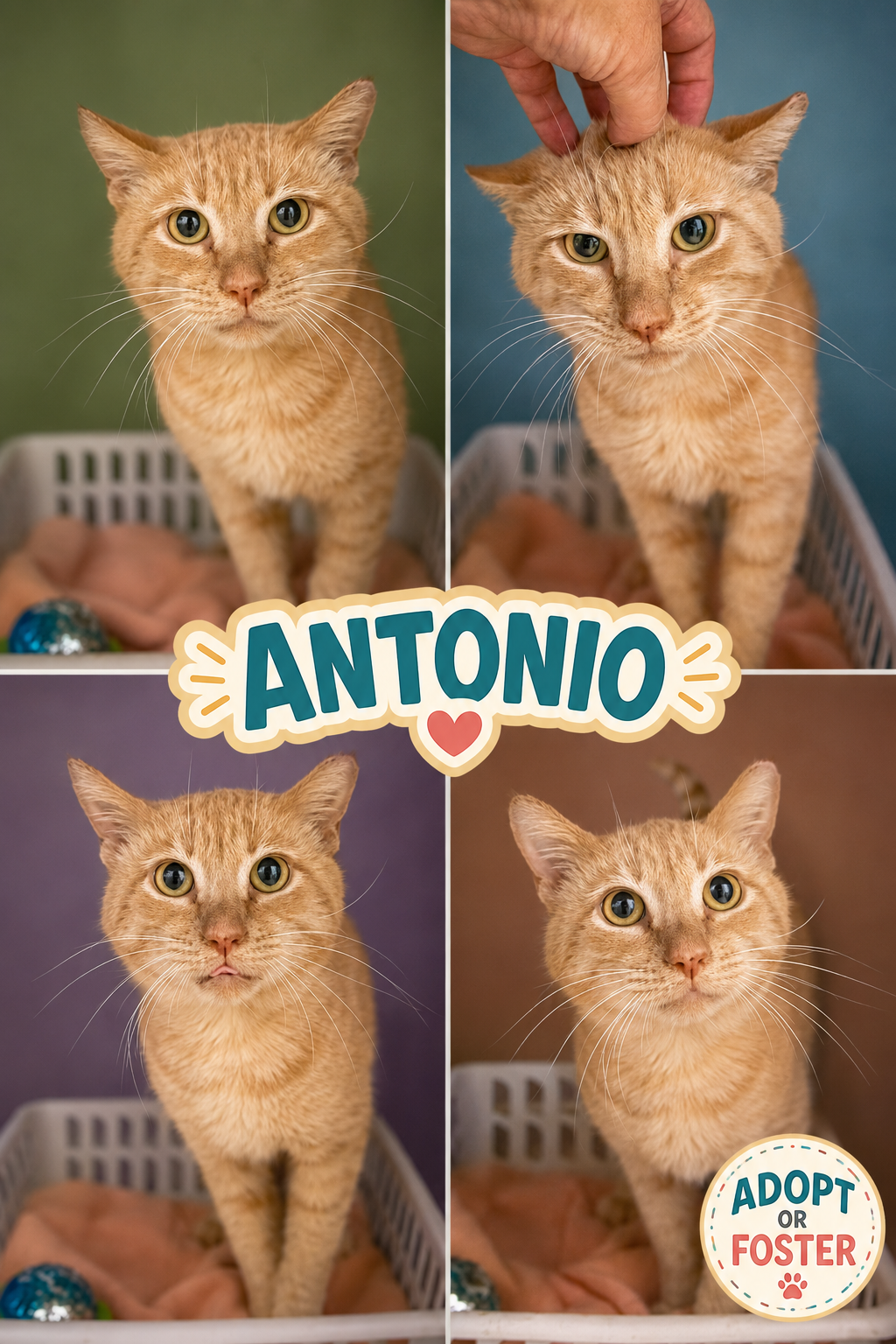 Antonio (FCID# 07/27/2026 - 42 Trainer), cat