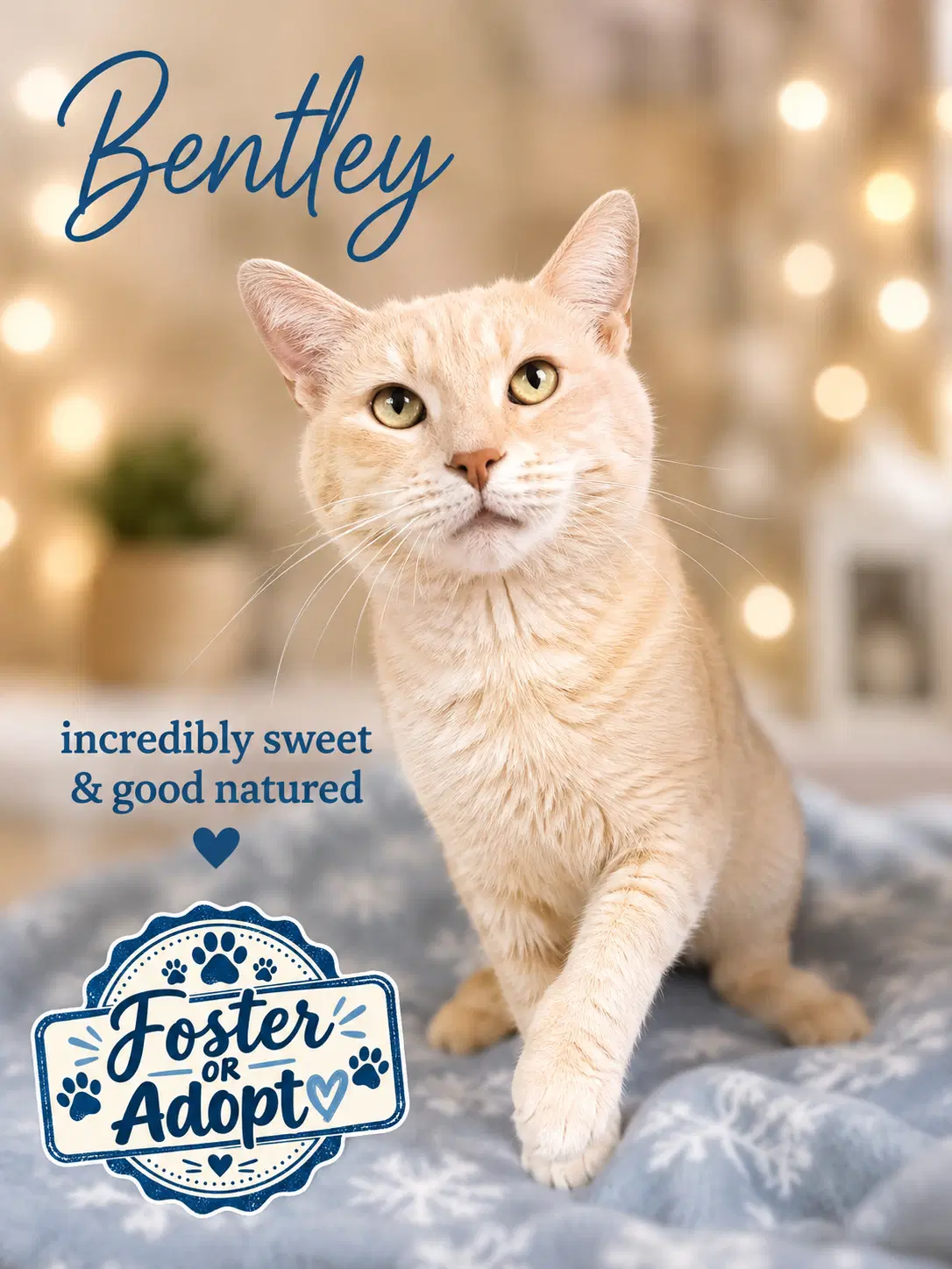Bentley Fcid  -  Willow Grove - American Shorthair