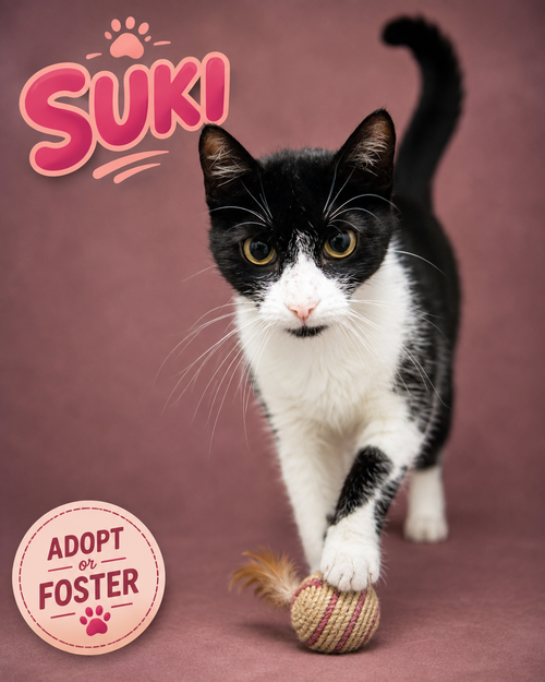 Photo 5 of Suki (FCID# 08/04/2026 - 26 Trainer)