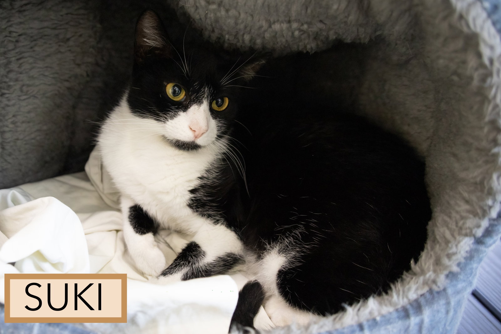 Suki (FCID# 08/04/2026 - 26 Brookhaven PS), photo 3