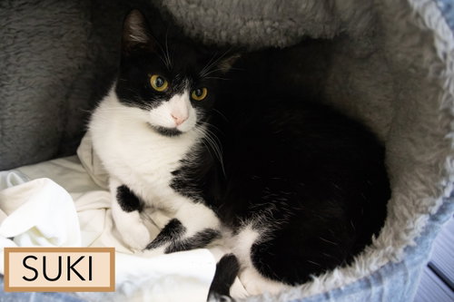 Photo 2 of Suki (FCID# 08/04/2026 - 26 Trainer)