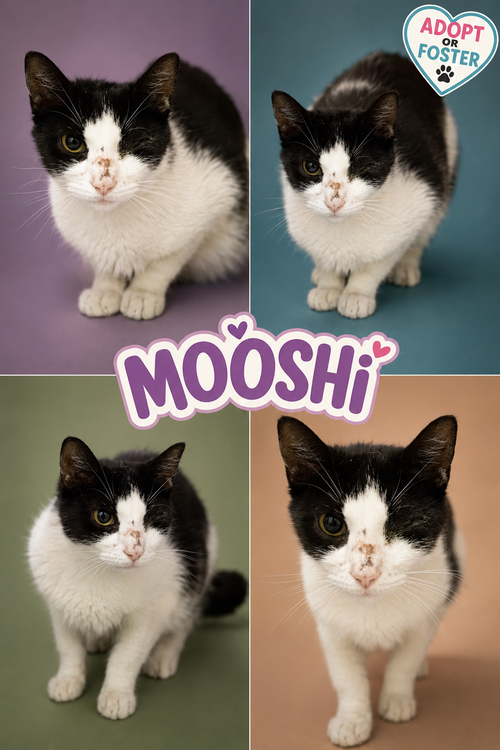 Photo 6 of Mooshi (FCID# 08/04/2026 - 25 Trainer)