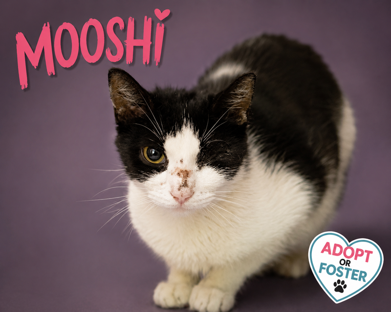Mooshi, photo 10