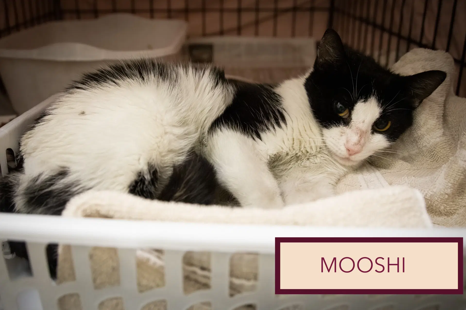 Mooshi Fcid  -  Trainer image 3