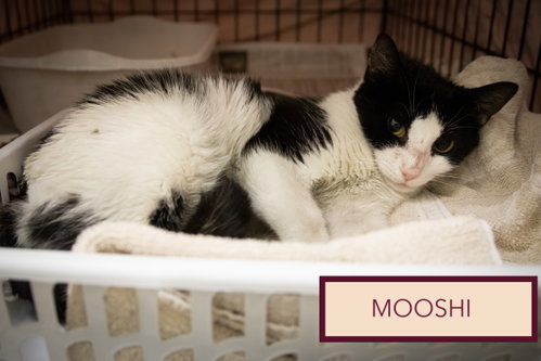 Photo 4 of Mooshi (FCID# 08/04/2026 - 25 Trainer)