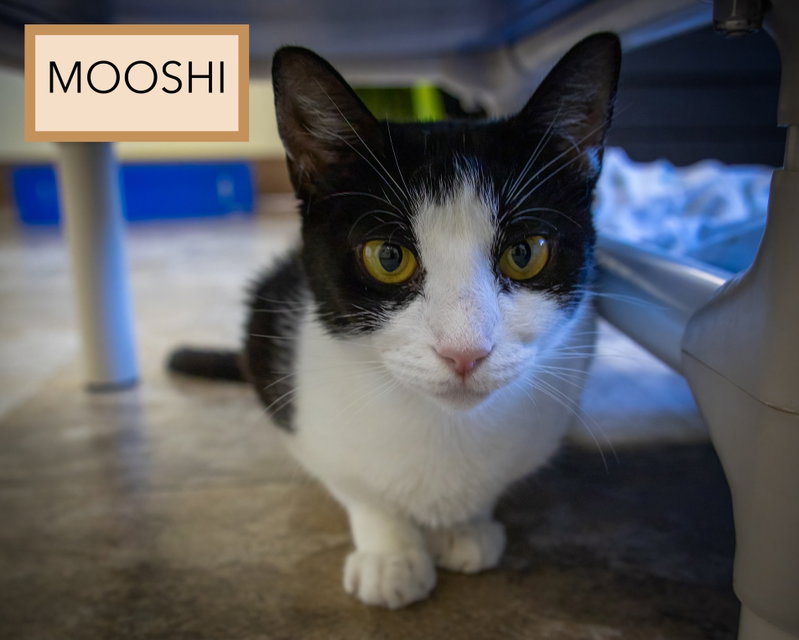 Mooshi, photo 3