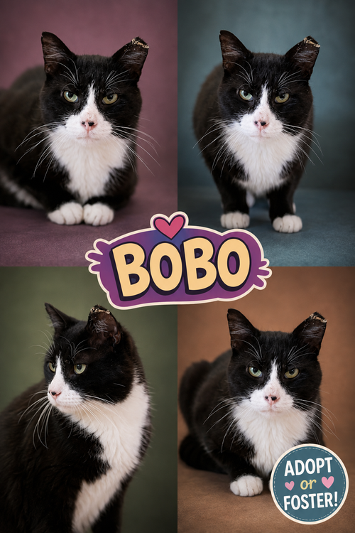 Bobo (FCID# 08/10/2026 - 31 Trainer), a cat for adoption from Forgotten Cats, Inc.
