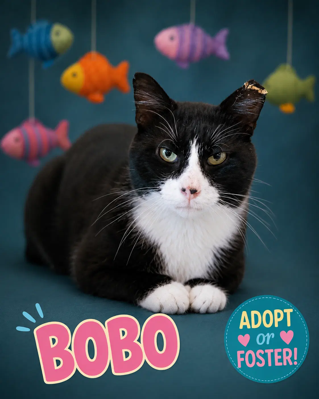 Bobo Fcid  -  Trainer image 2