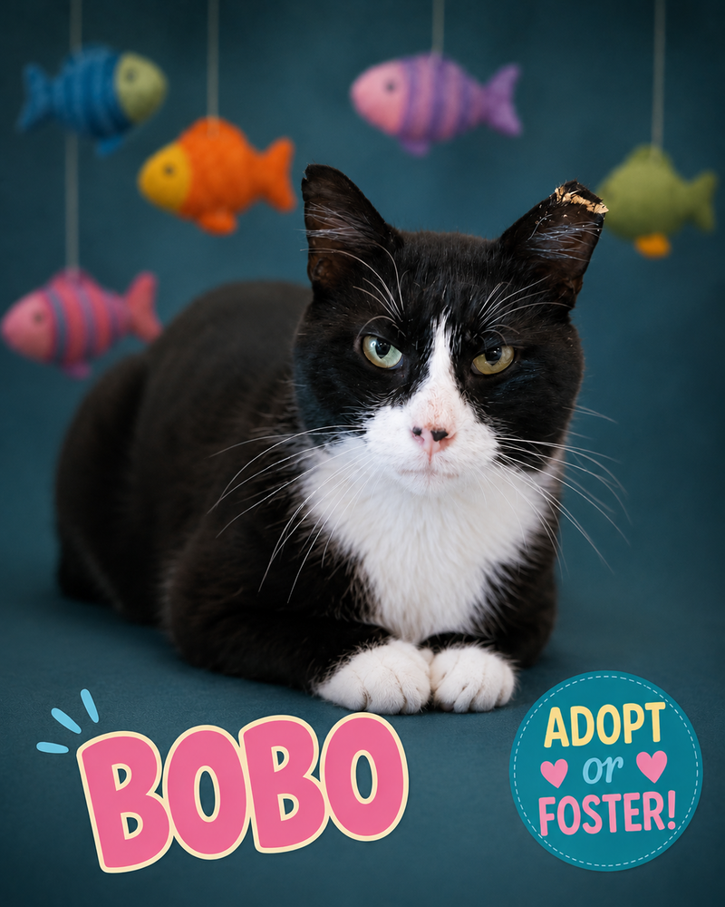 Bobo, photo 4
