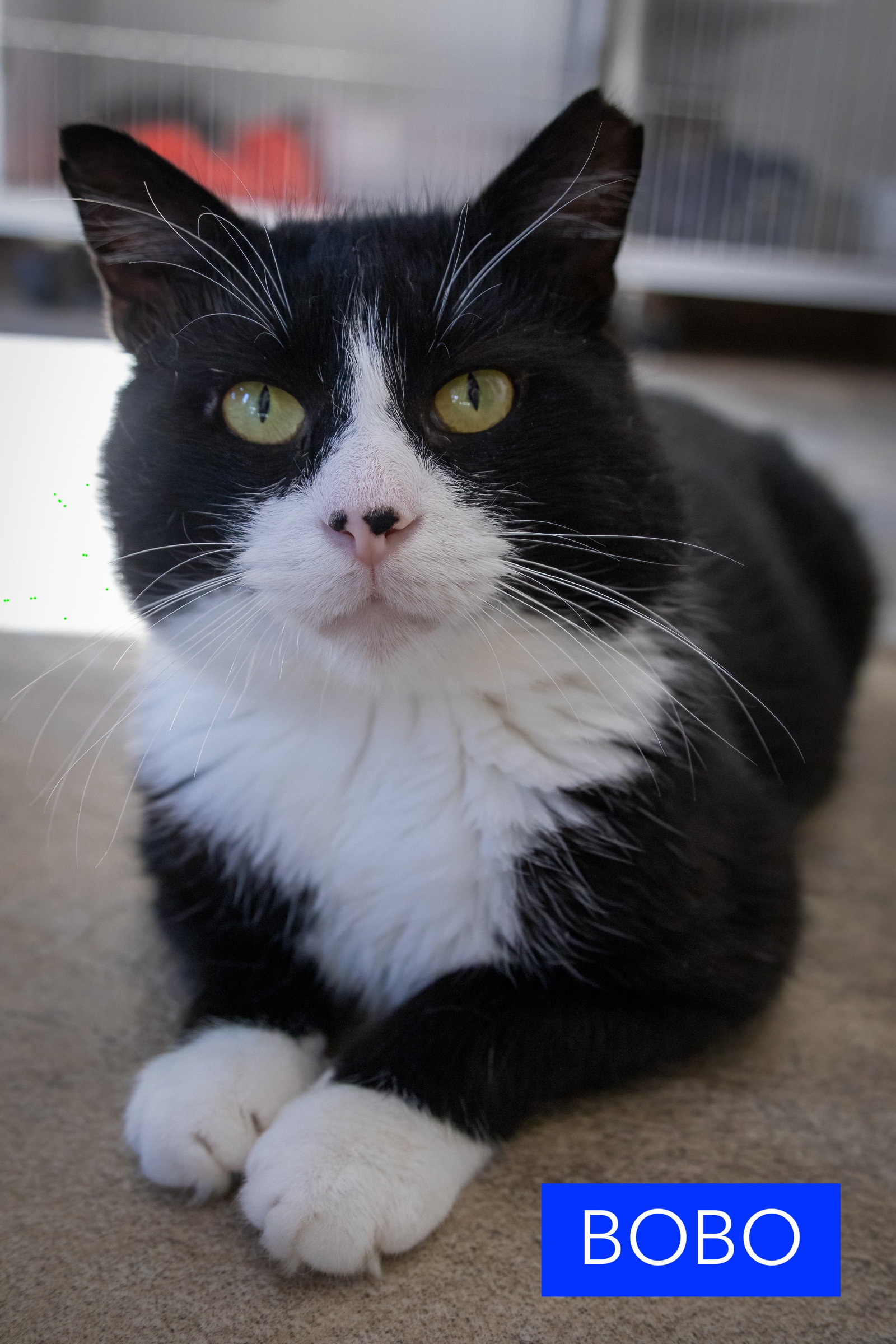 Bobo (FCID# 08/10/2026 - 31 Trainer), photo 5