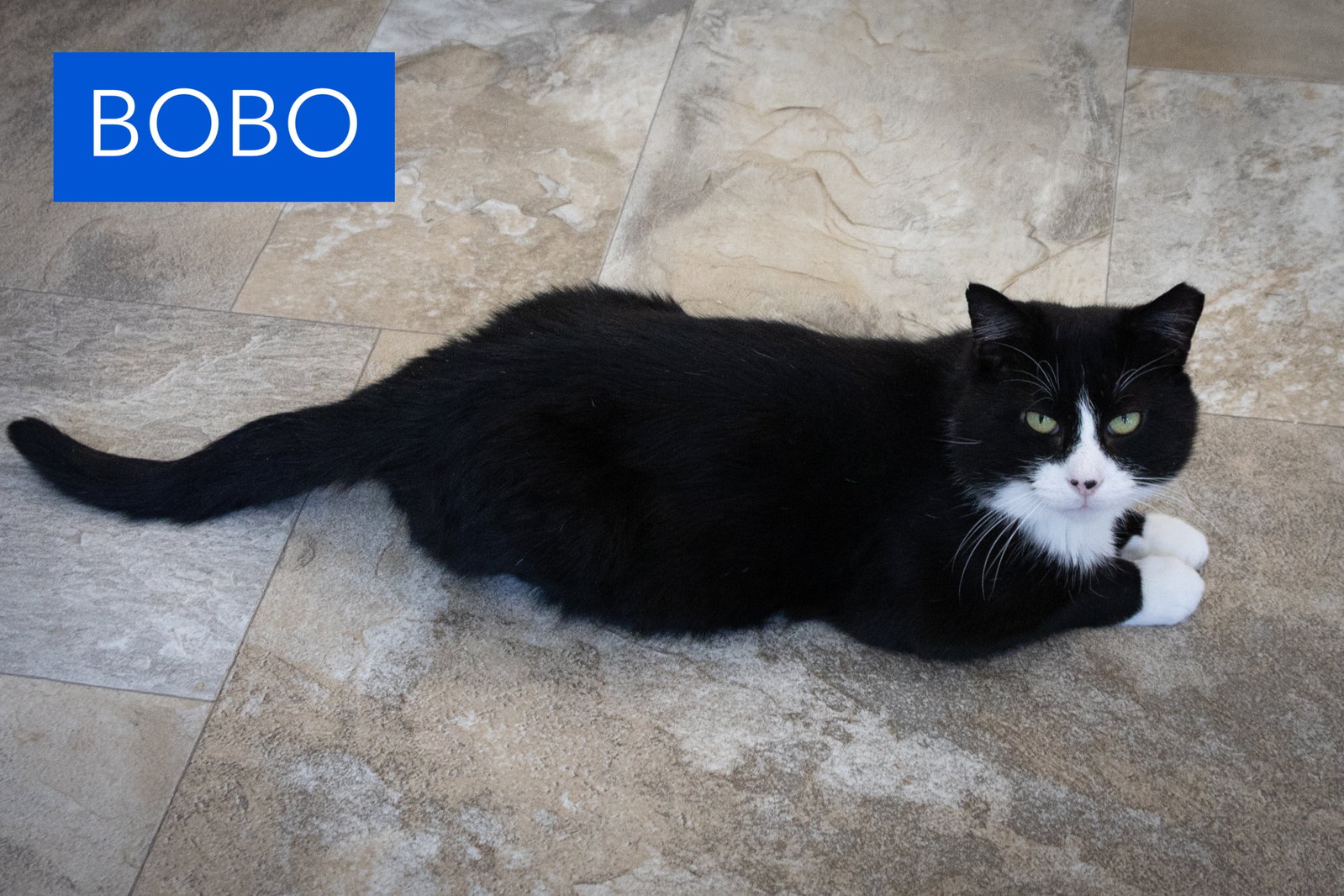 Bobo (FCID# 08/10/2026 - 31 Trainer), photo 2