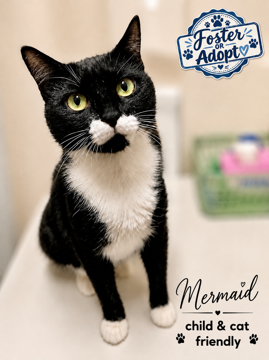 Mermaid (FCID# 05/19/2026 - 79) Willow Grove, cat