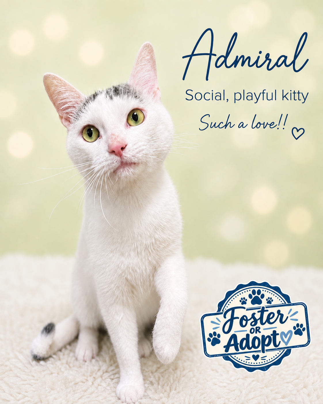 Admiral (FCID#07/10/2026 - 163) Willow Grove, cat