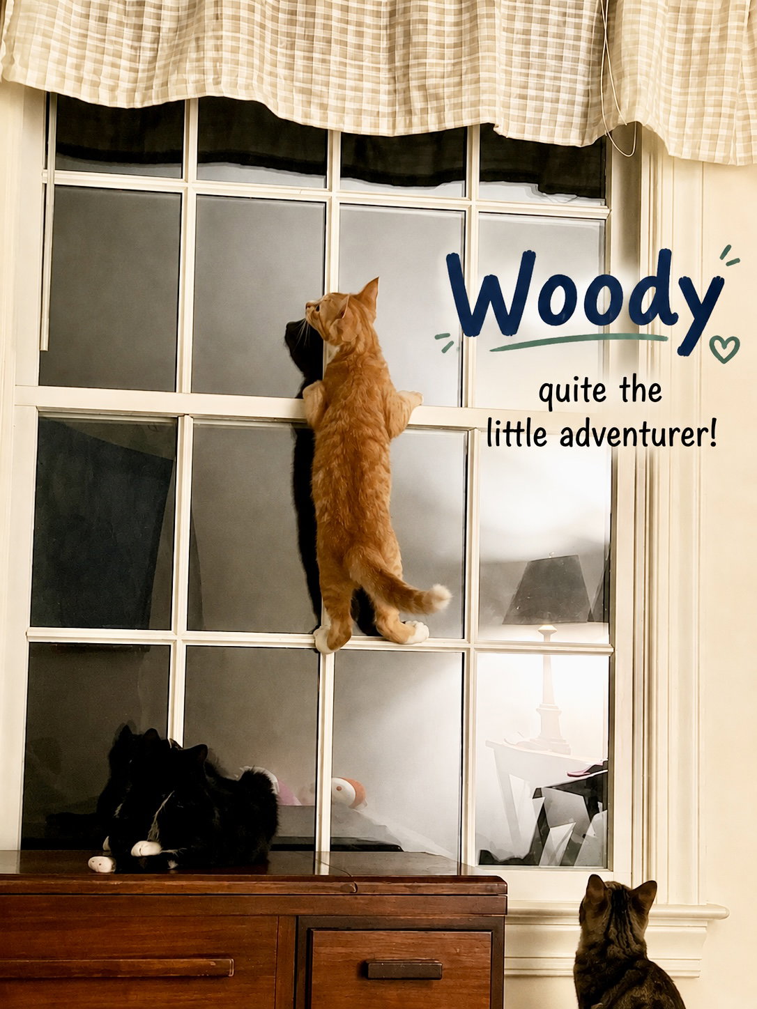 Woody (FCID# 07/20/2026 - 35) KDC, cat