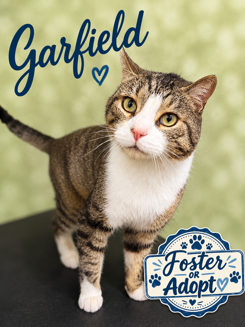 Garfield (FCID# 07/14/2026 - 130) Willow Grove, a cat for adoption from Forgotten Cats, Inc.