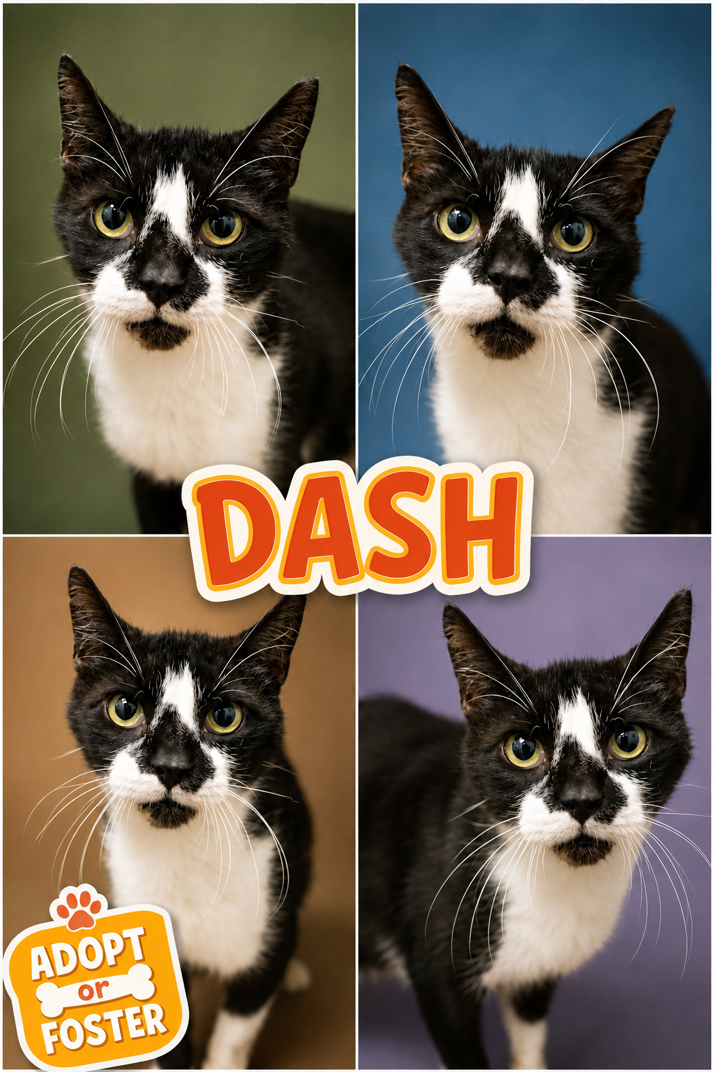 Dash (FCID# 08/04/2026 - 40 Trainer), cat