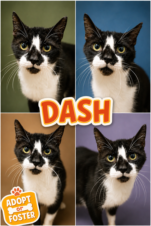 Dash (FCID# 08/04/2026 - 40 Trainer), a cat for adoption from Forgotten Cats, Inc.