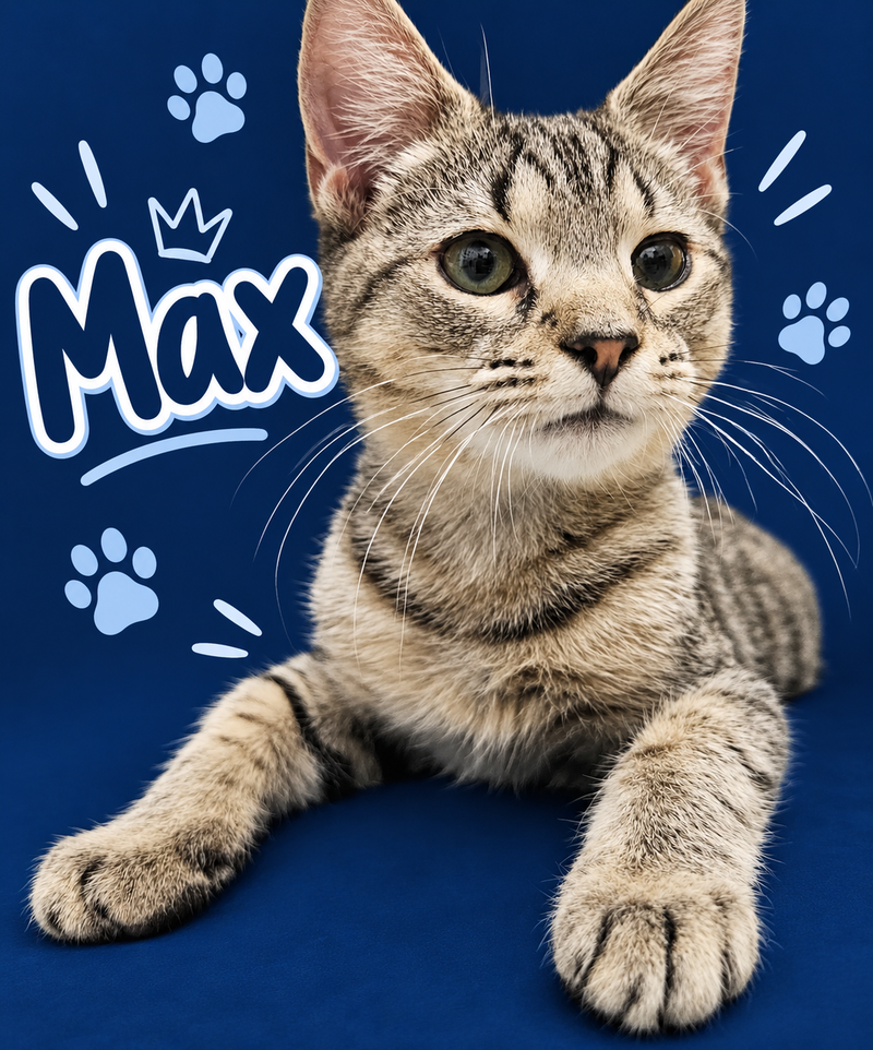Max C, photo 3