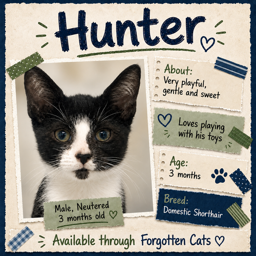 Hunter (FCID# 08/18/2026 - 12 Brandywine PS) C, a cat for adoption from Forgotten Cats, Inc.