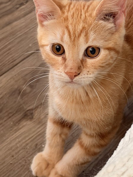 Clementine Willow Grove PA Area 07/28/2026 - 8, cat