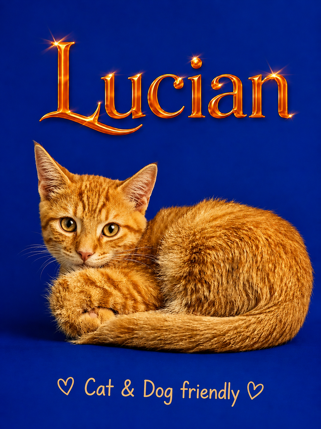 Lucian (FCID# 07/23/2026 - 93 Middletown PS) DC, cat