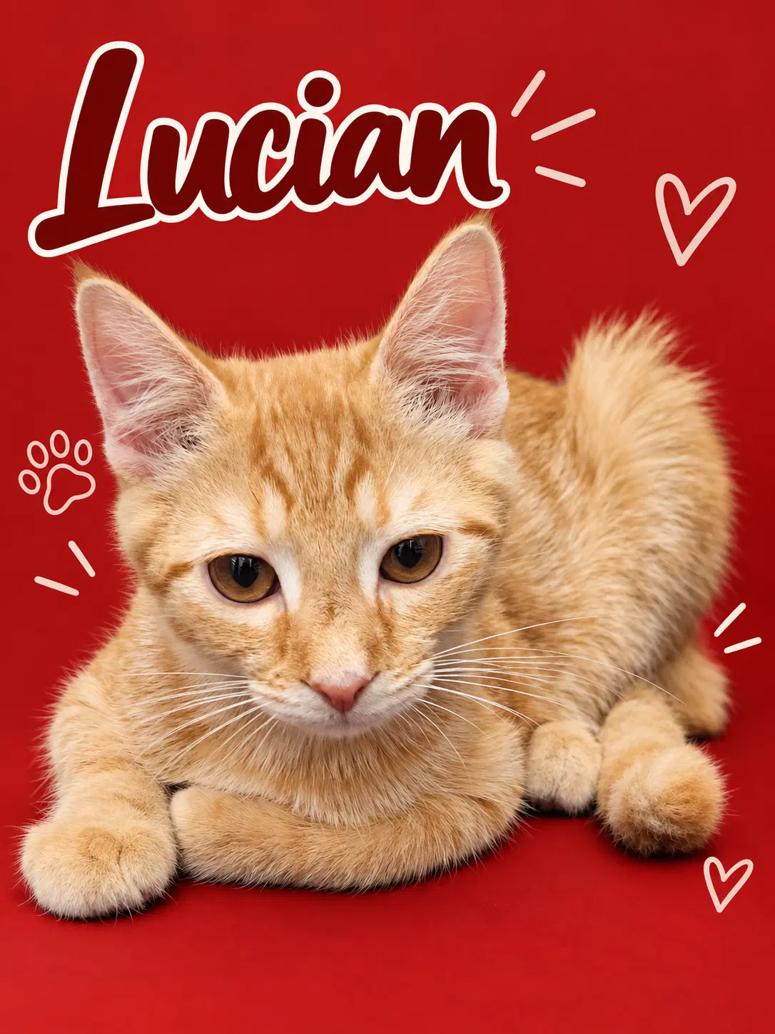 Lucian Fcid  -  Middletown Ps Dc - Tabby