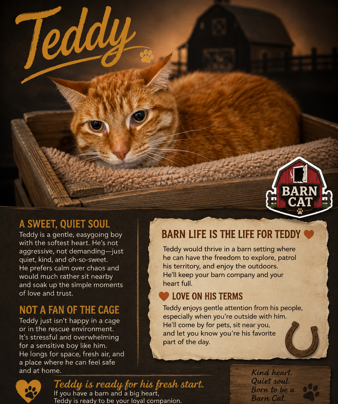 Teddy: Barn Cat (FCID# 07/27/2026 - 50 Trainer), cat