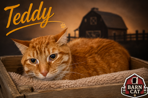 Photo 5 of Teddy: Barn Cat (FCID# 07/27/2026 - 50 Trainer)