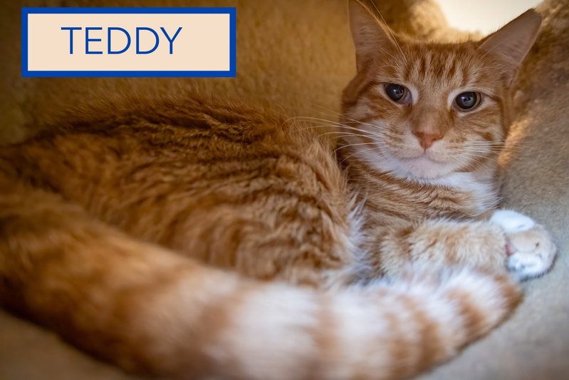 Teddy, photo 3