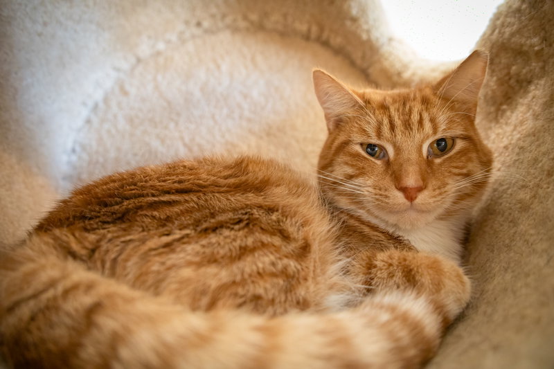 Teddy, photo 4