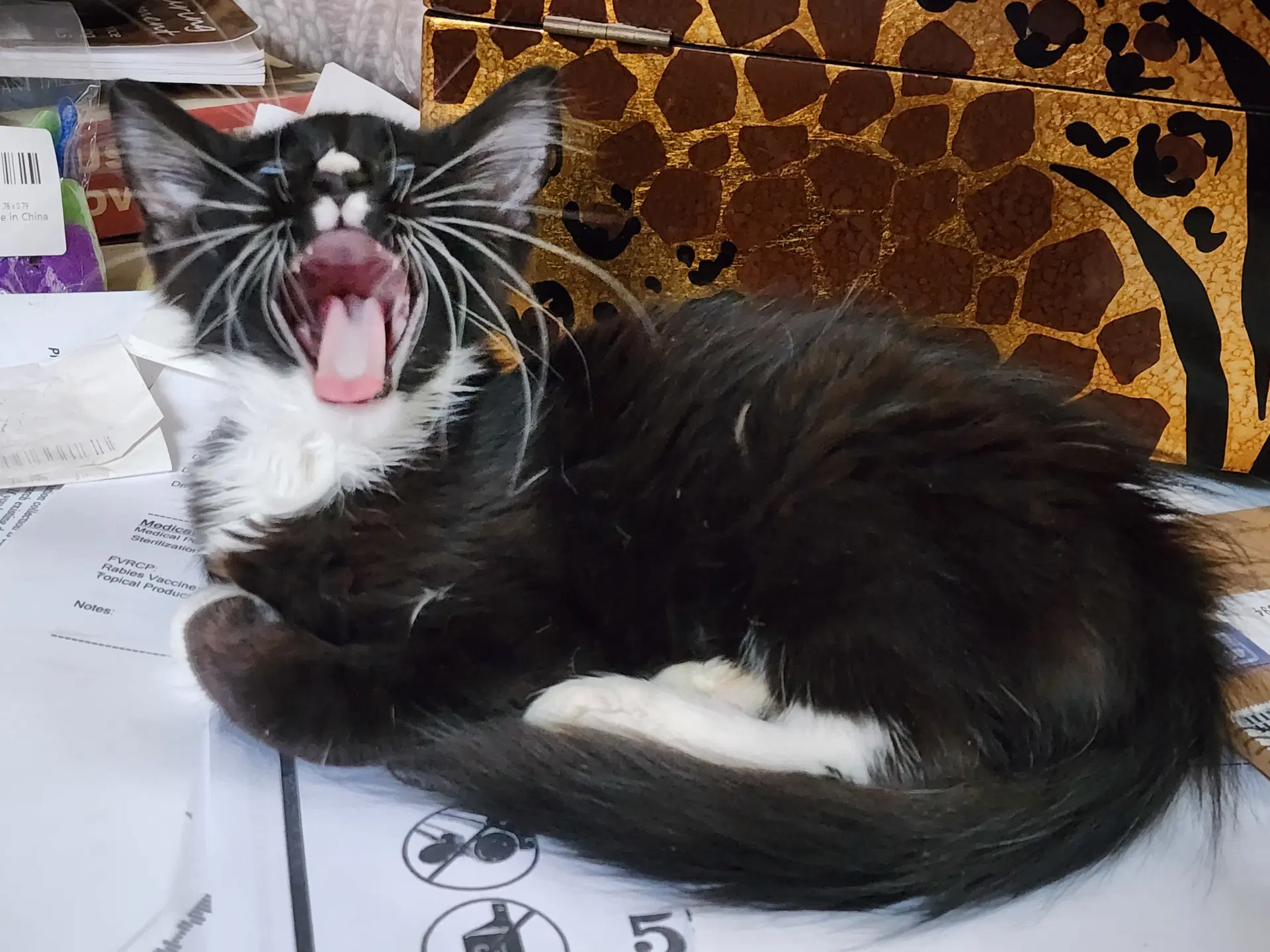 Squiggy Fcid  -  C image 2