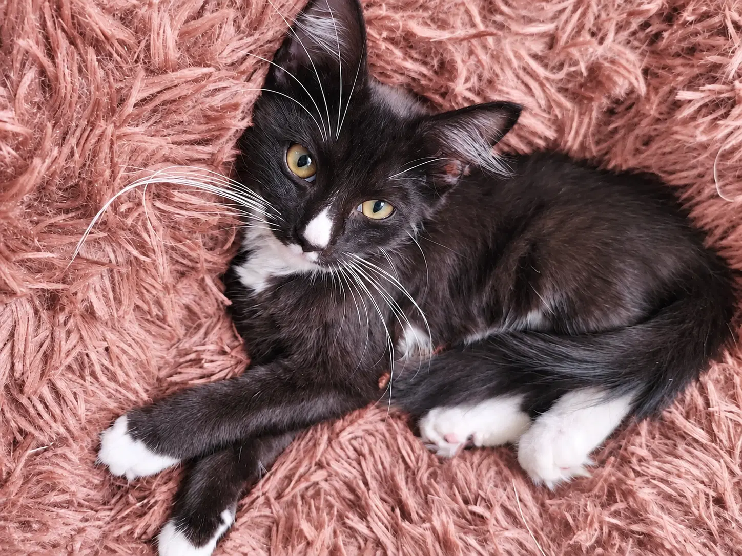 Squiggy Fcid  -  C - Tuxedo
