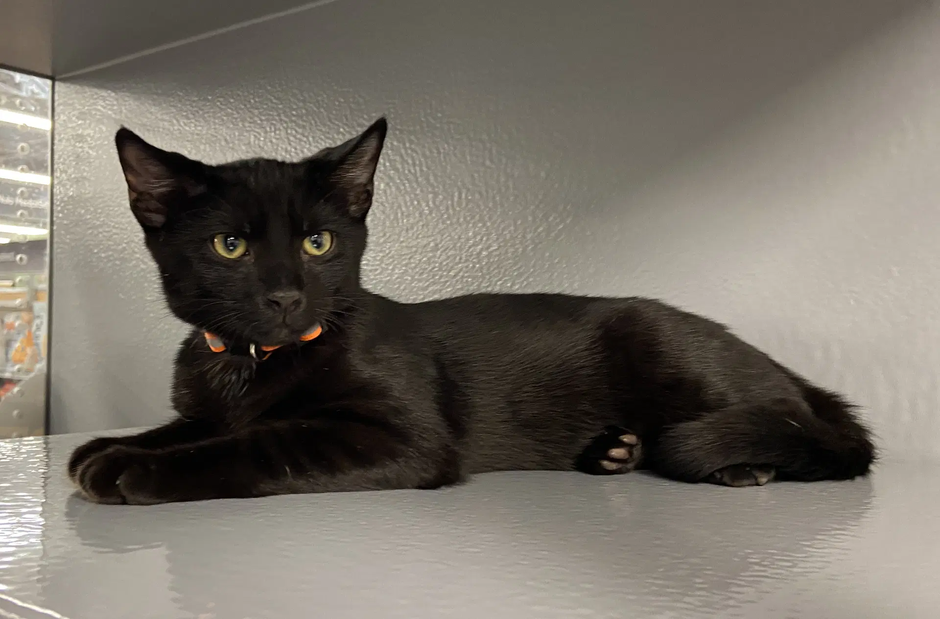 Houdini Fcid  -  West Chester Ps Dc - Domestic Short Hair