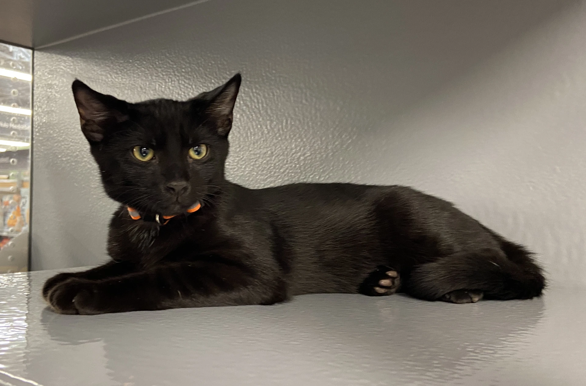 Houdini Fcid  -  West Chester Ps Dc
