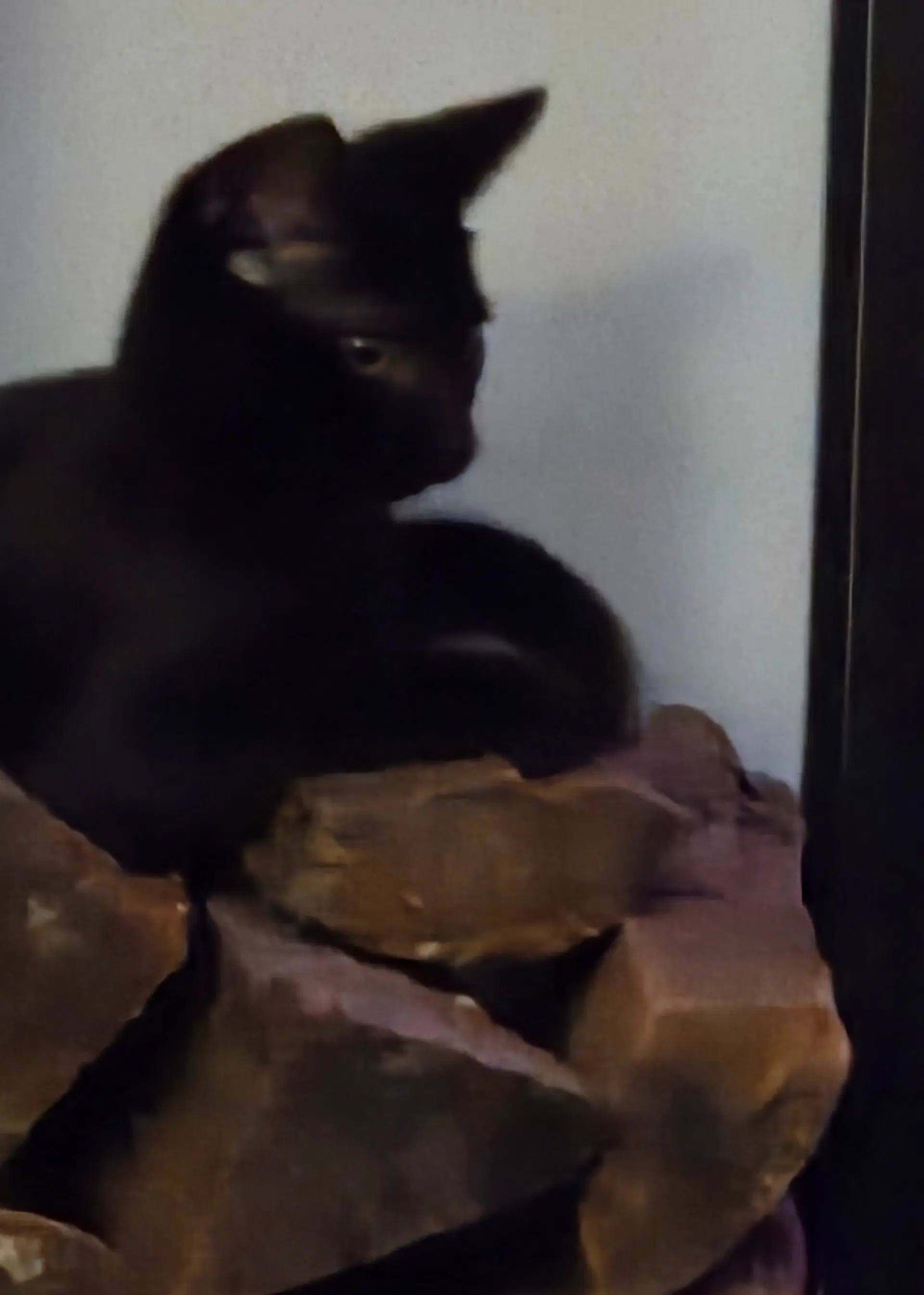 Houdini Fcid  -  West Chester Ps Dc image 4