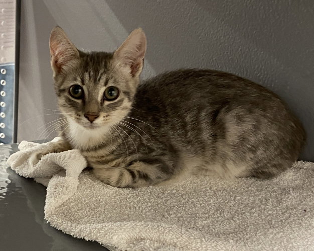 Flag (FCID# 7/30/2026 - 47 West Chester PS) KDC, cat