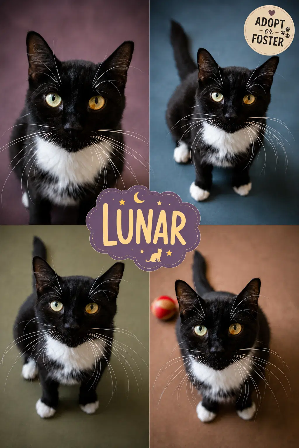 Lunar Fcid  -  Trainer C - Tuxedo